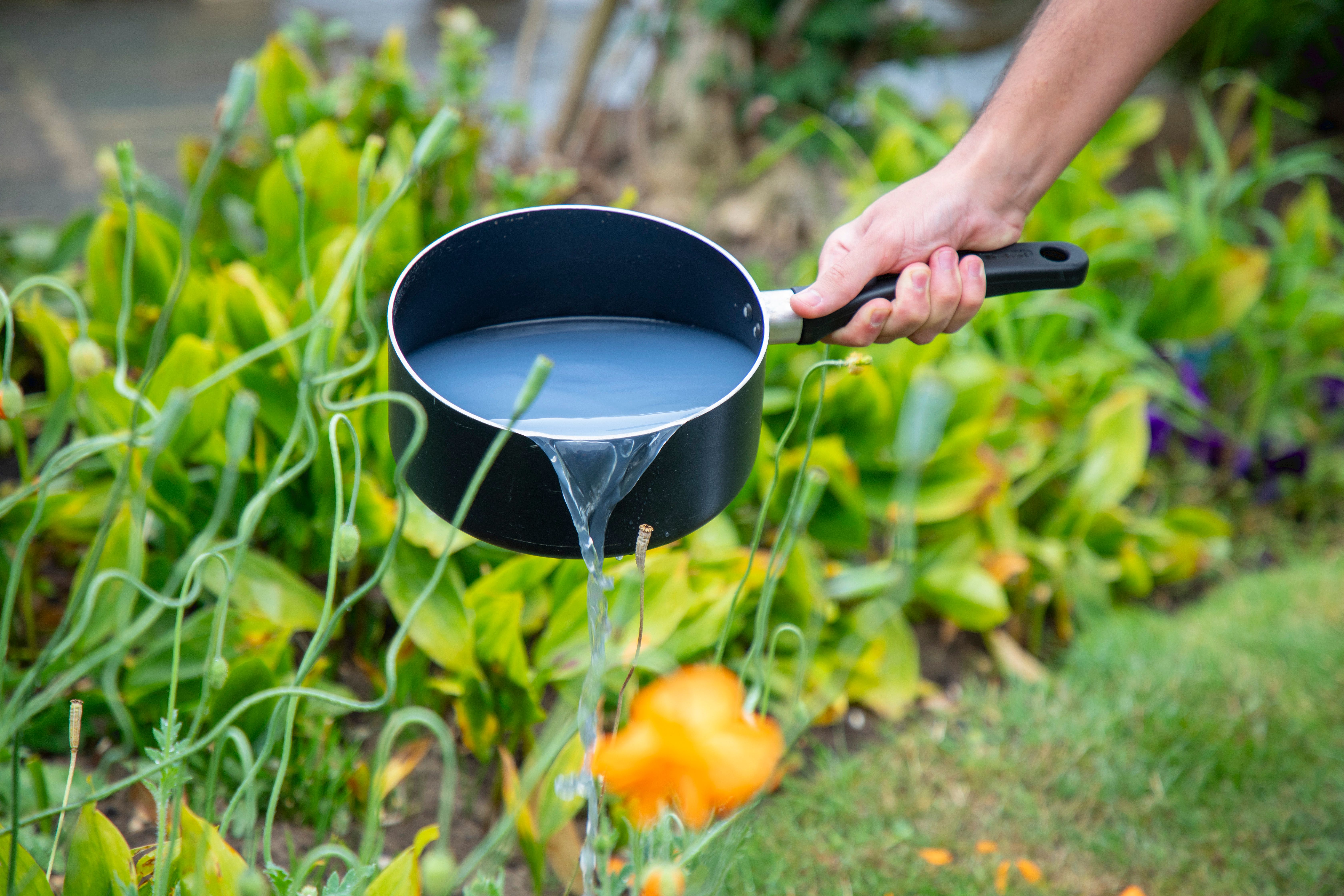 cooled cooking water being poured onto plants from a pan