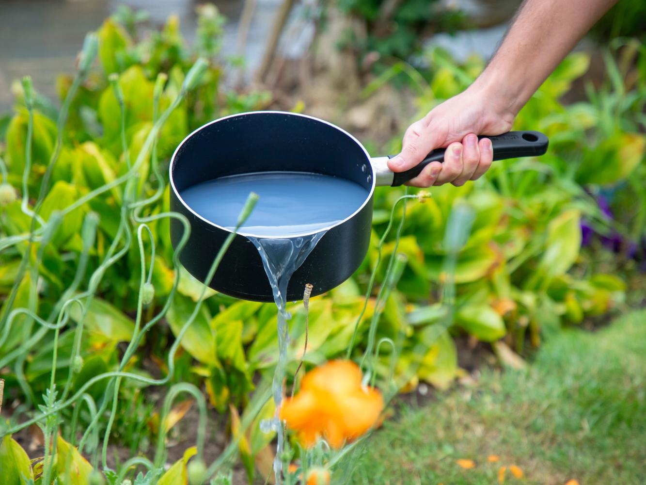 Tipping cooking water from saucepan onto grass