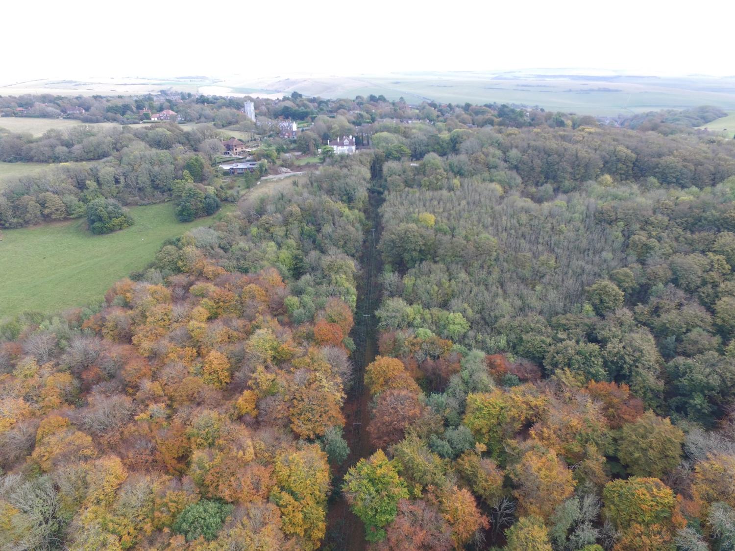 Colour image of Friston Forest in 2017 full of trees 