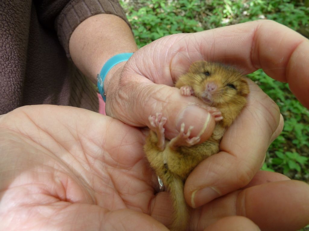 A doormouse being held by a staff member 