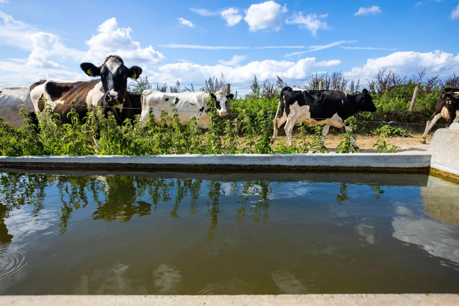A herd of cows walking past their water trough 