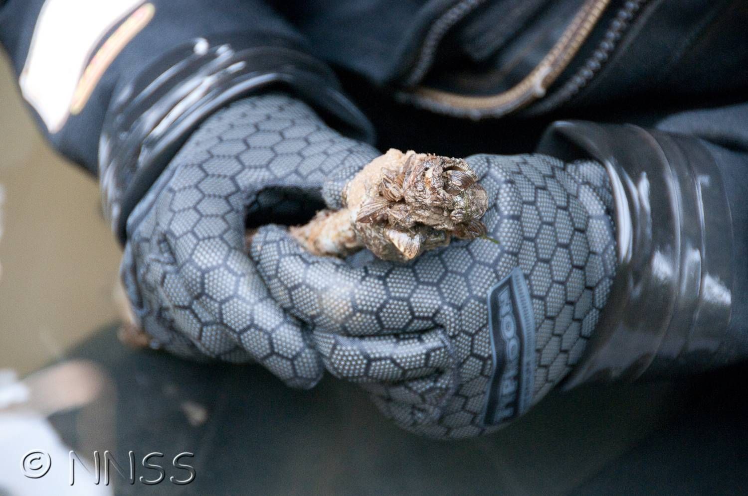 Zebra Mussels, c. NNSS