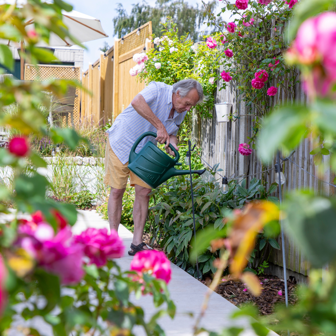 An older man watering his garden with a watering can. Bright pink roses are in the foreground.