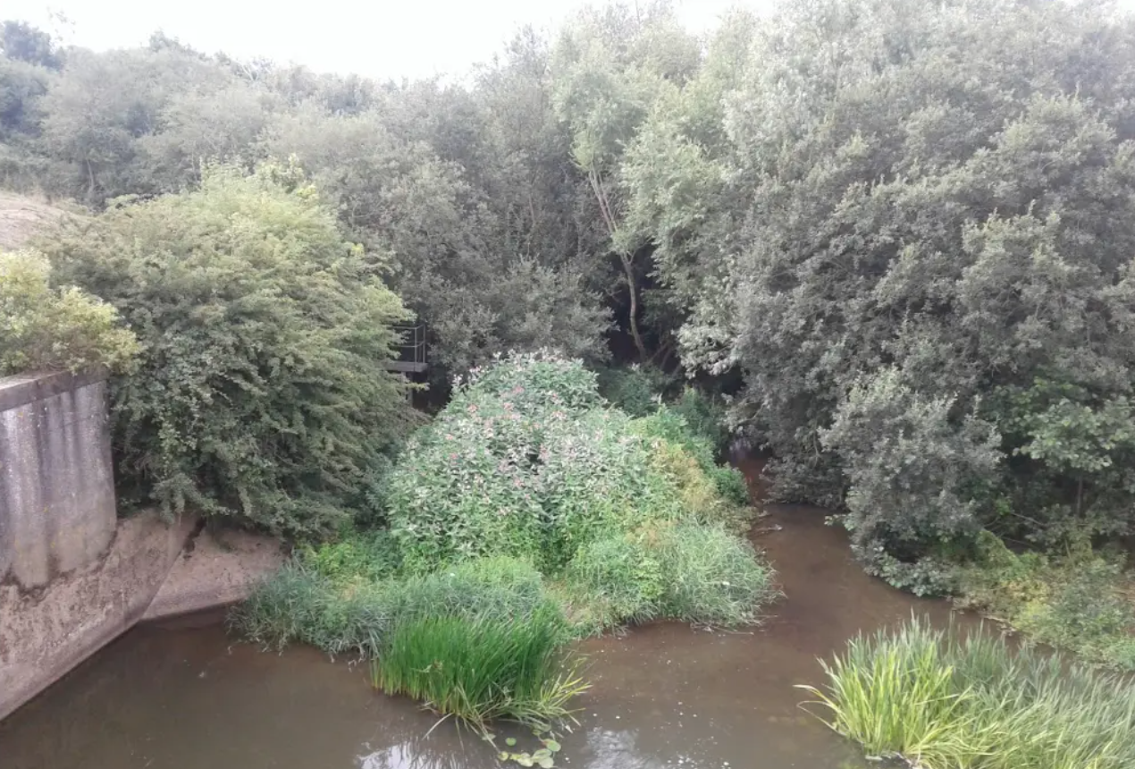 Invasive non-native species Himalayan balsam on a water course within our operational area.