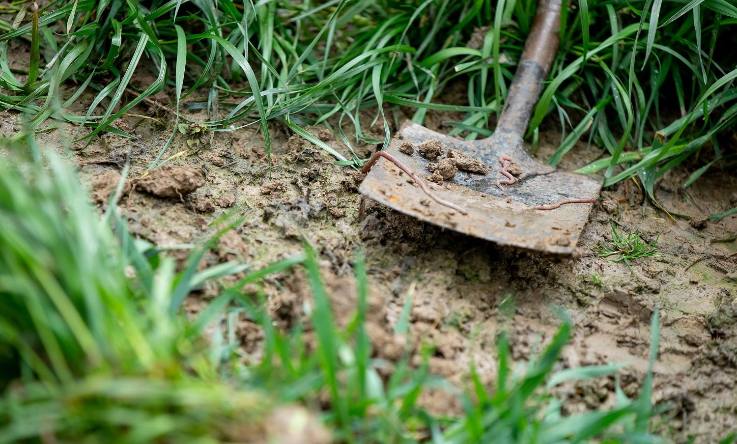 Image of a muddy spade