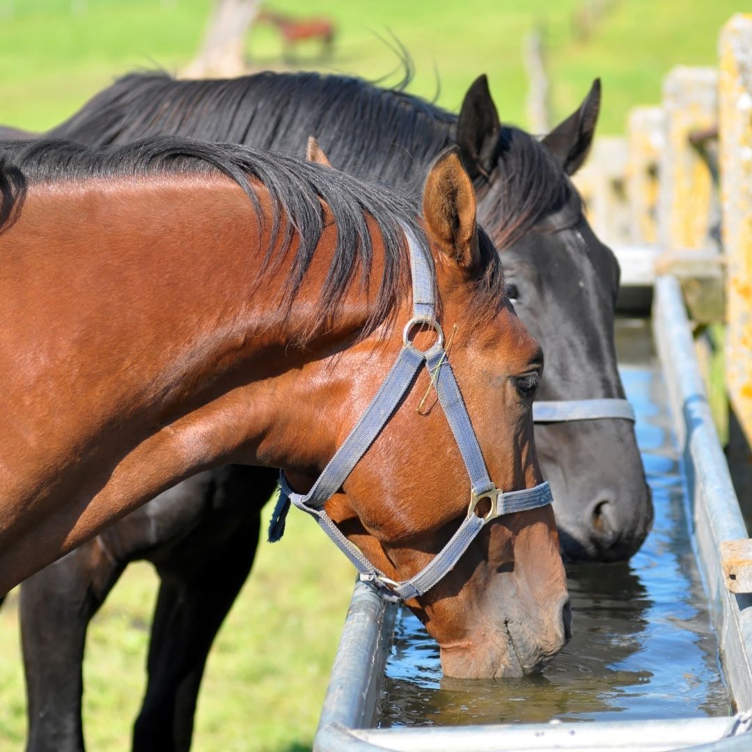 Two horses drinking from a trough