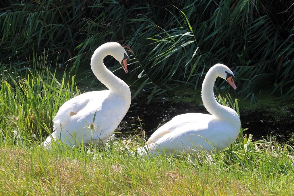 Two swans in Broad Oak