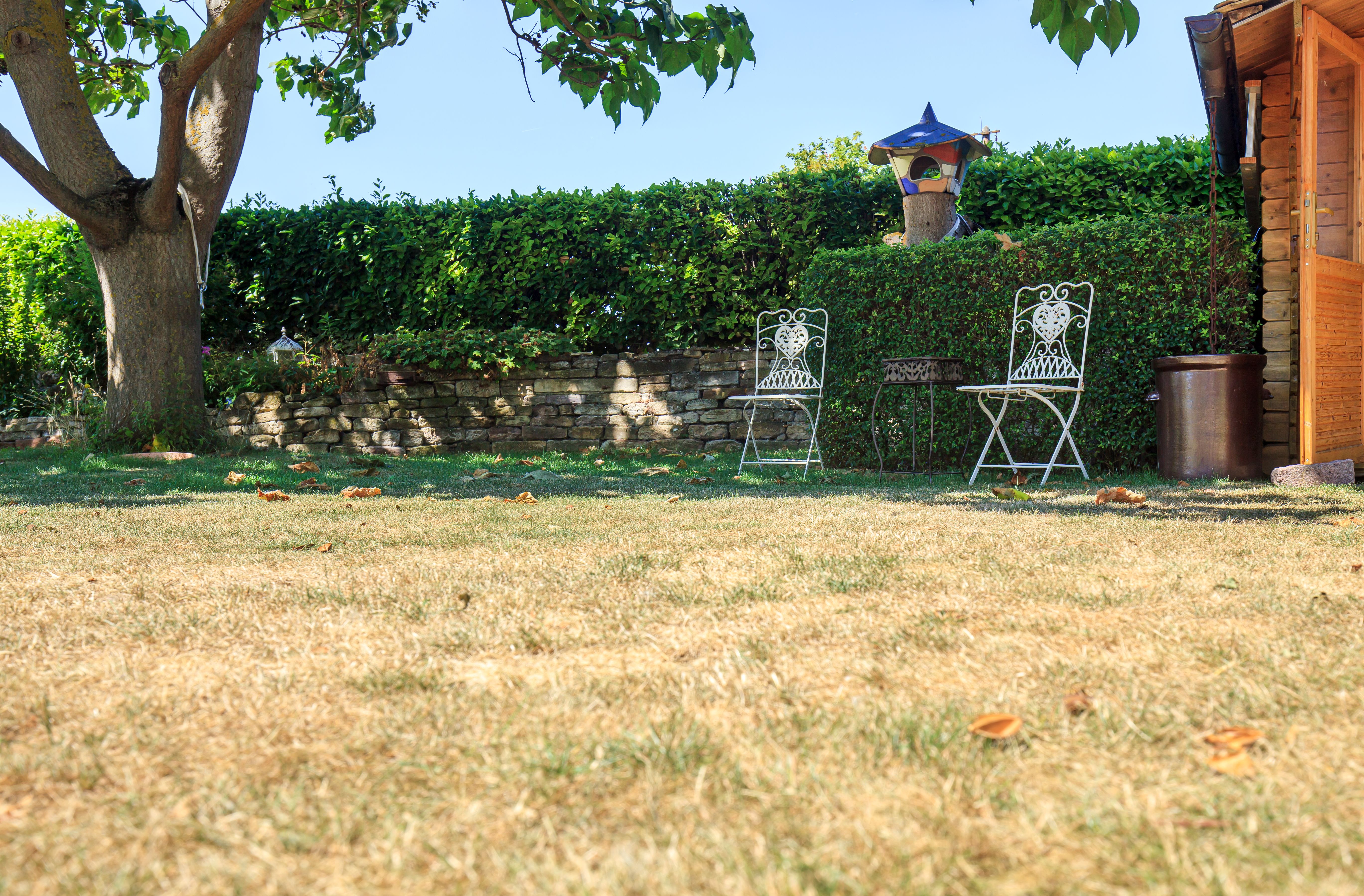 Photo of 2 metal chairs in a garden on a sunny day. There is a green hedge in the background and the grass has turned yellow.
