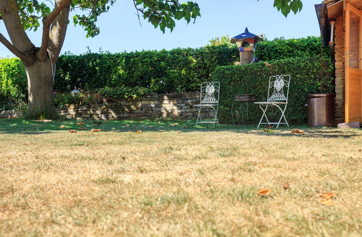 Photo of 2 metal chairs in a garden on a sunny day. There is a green hedge in the background and the grass has turned yellow.