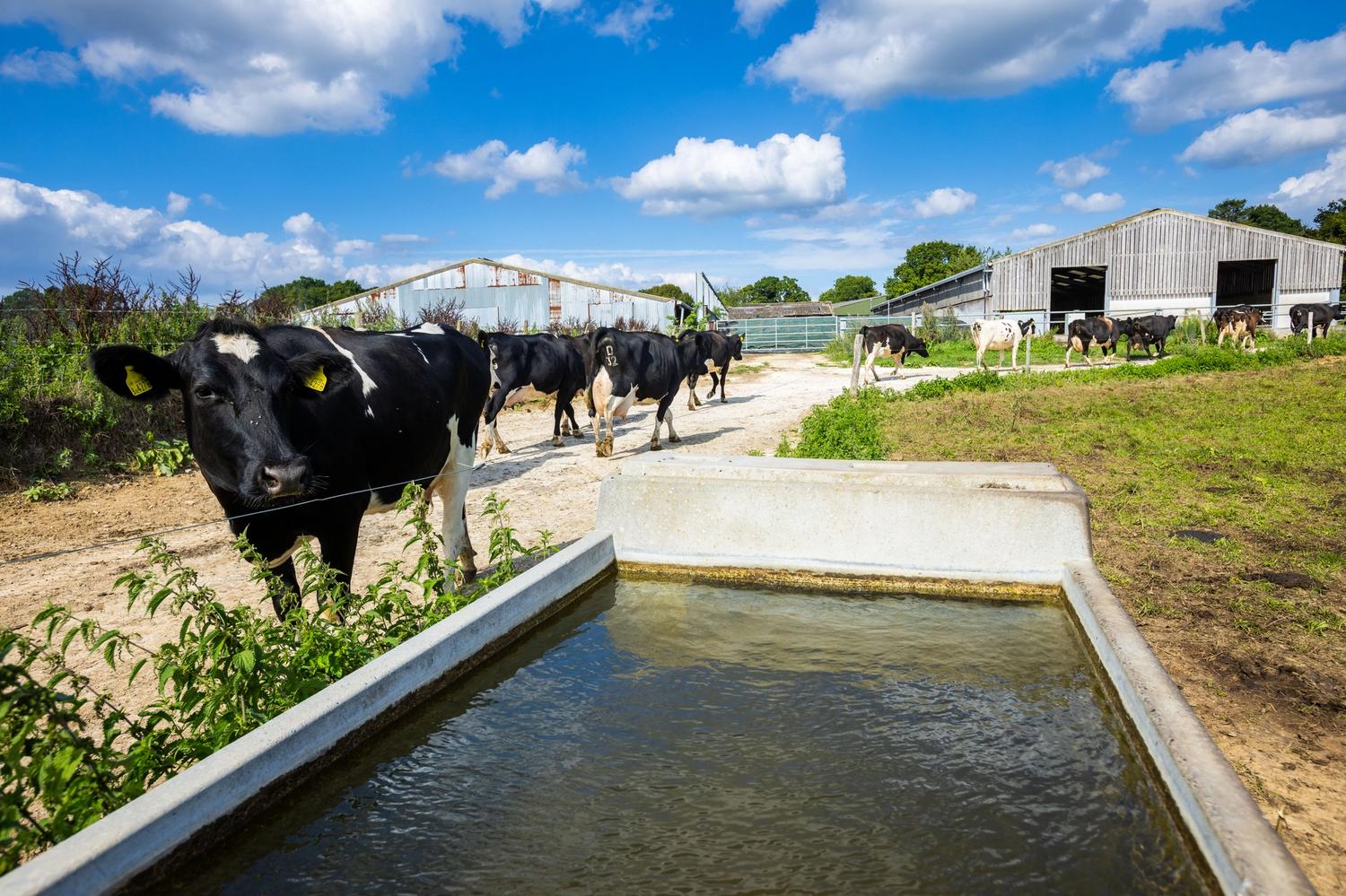 Herd of black and white cows walking past their water trough. One cow poses for the camera