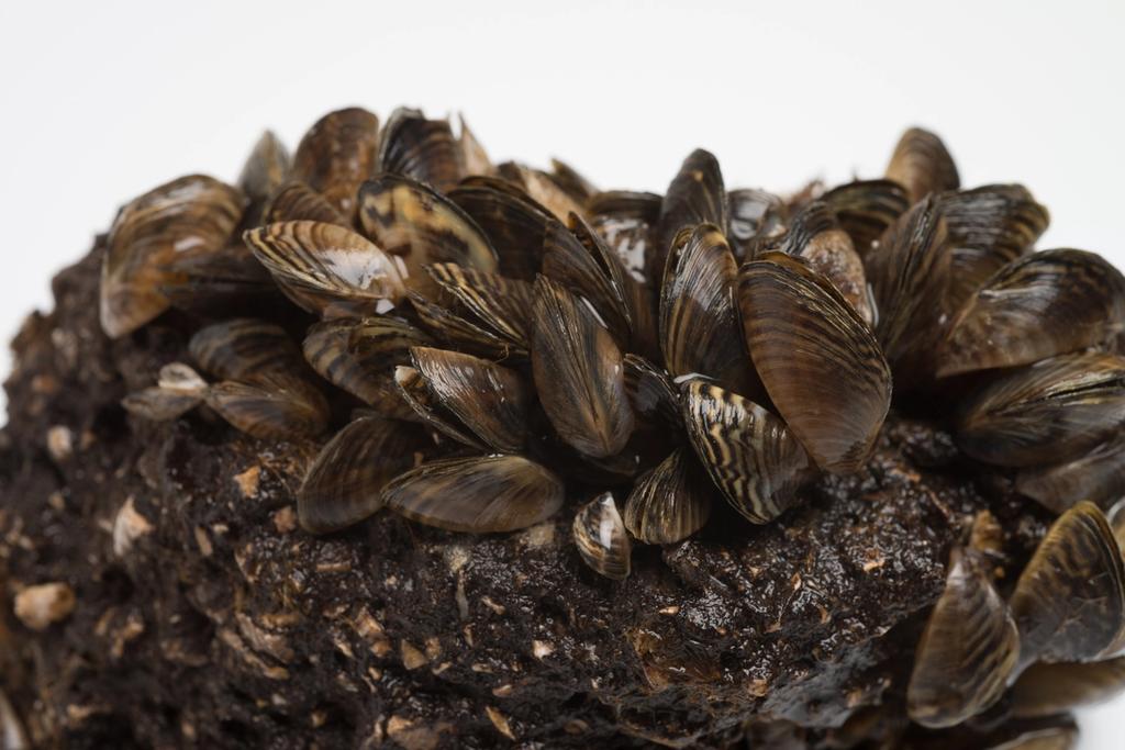 A photo of zebra mussels