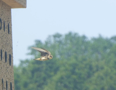A sand martin leaving its nest on a sunny day with trees in the background