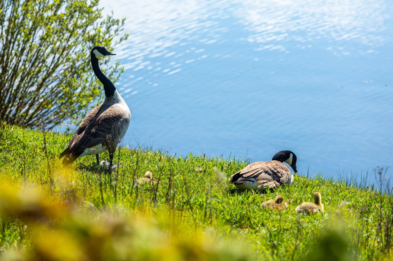 A family of Canada Geese at Arlington Reservoir