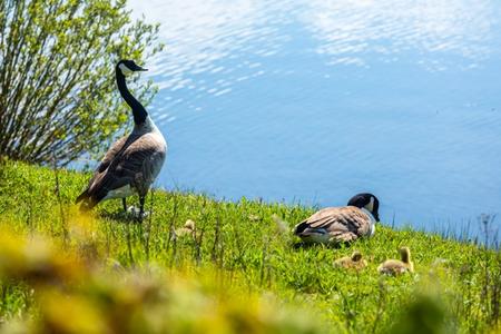 Two canada geese with their ducklings sitting next to the reservoir