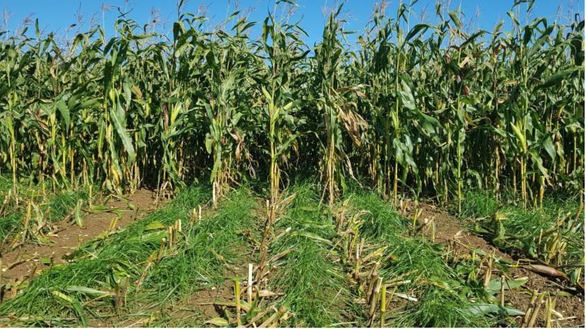 Image shows green grass growing between rows of maize on a sunny day.