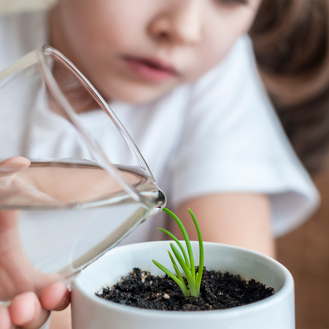 A child using leftover water in a glass to water a house plant.