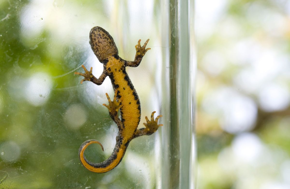 Image of a Great Crested Newt in a glass showing it's yellow belly. 