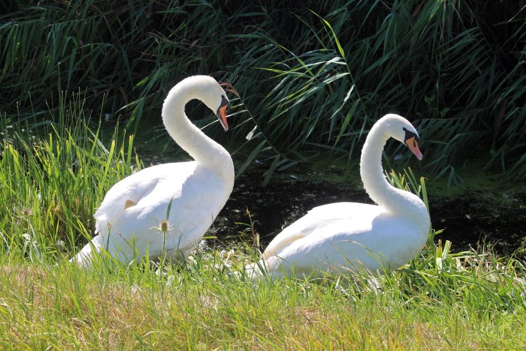 Two swans 