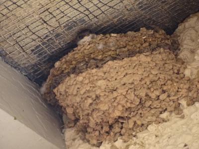 The layers in this nest indicate that soft mud was not aways available. Photo taken by David Thelwell