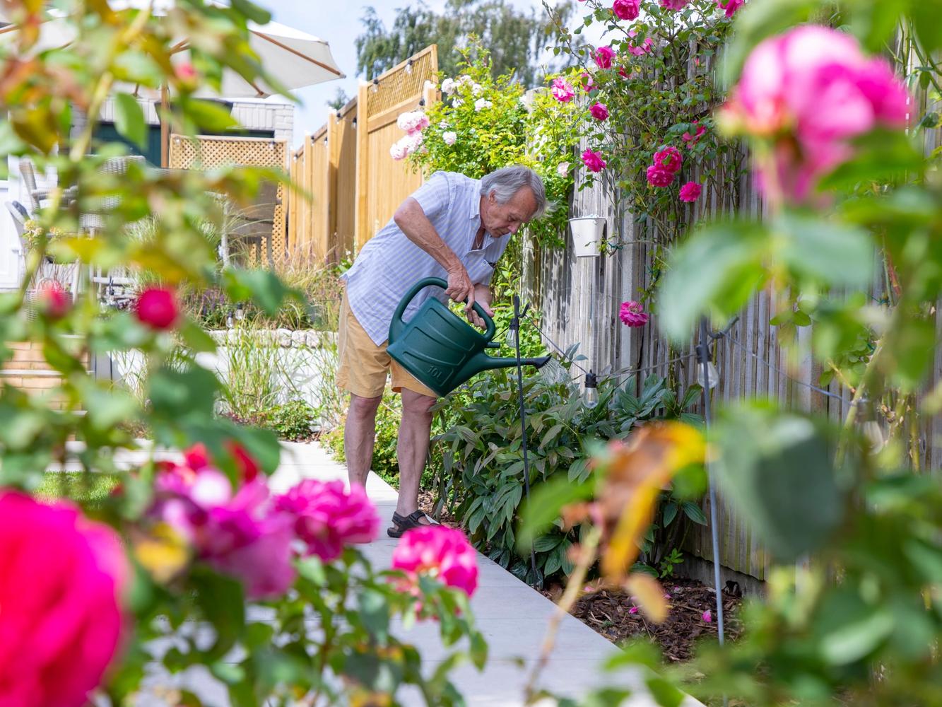An older man watering his garden with a watering can. Bright pink roses are in the foreground.