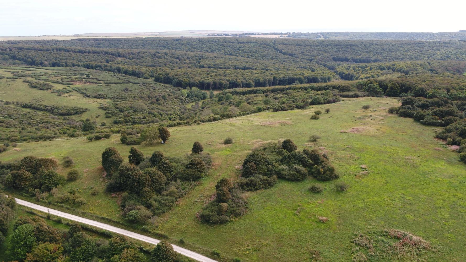 Image of Lullington Heath and Friston Forest