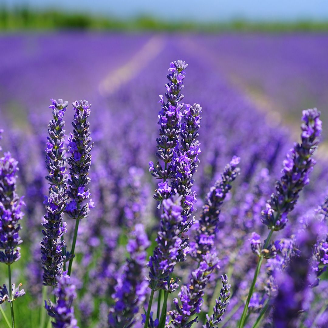 lavender field 