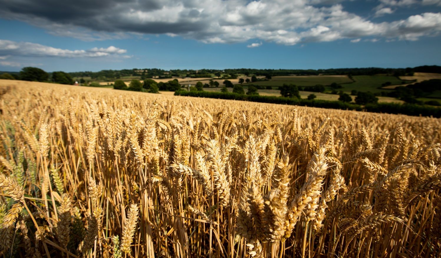 Image of a wheat field near the Rother river
