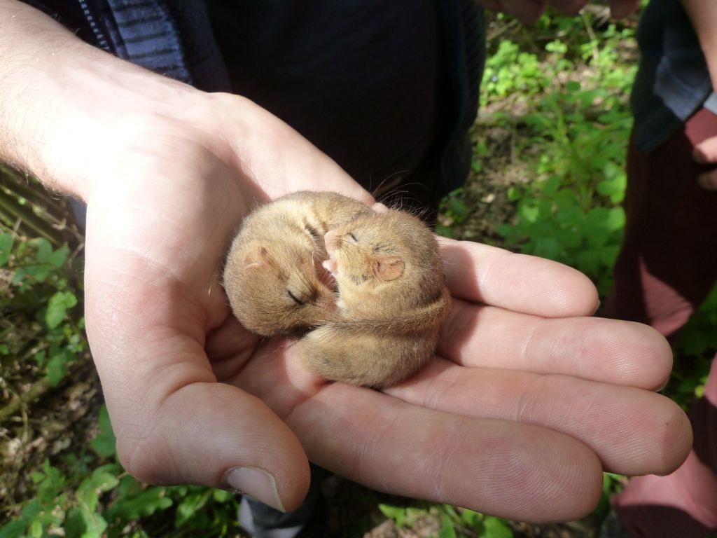 Three dormice sleeping in the palm of an employee 