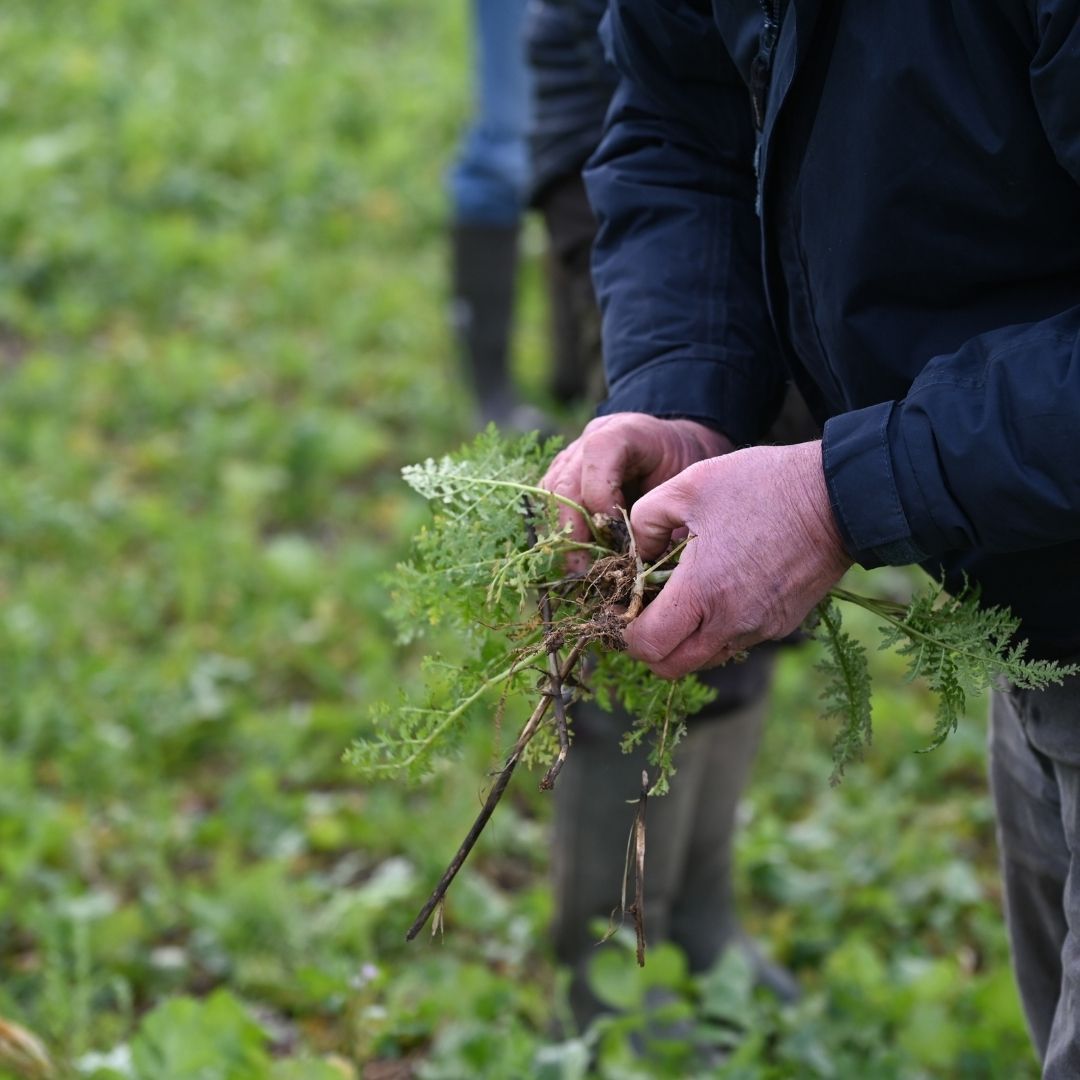 A man holds a plant in his hand