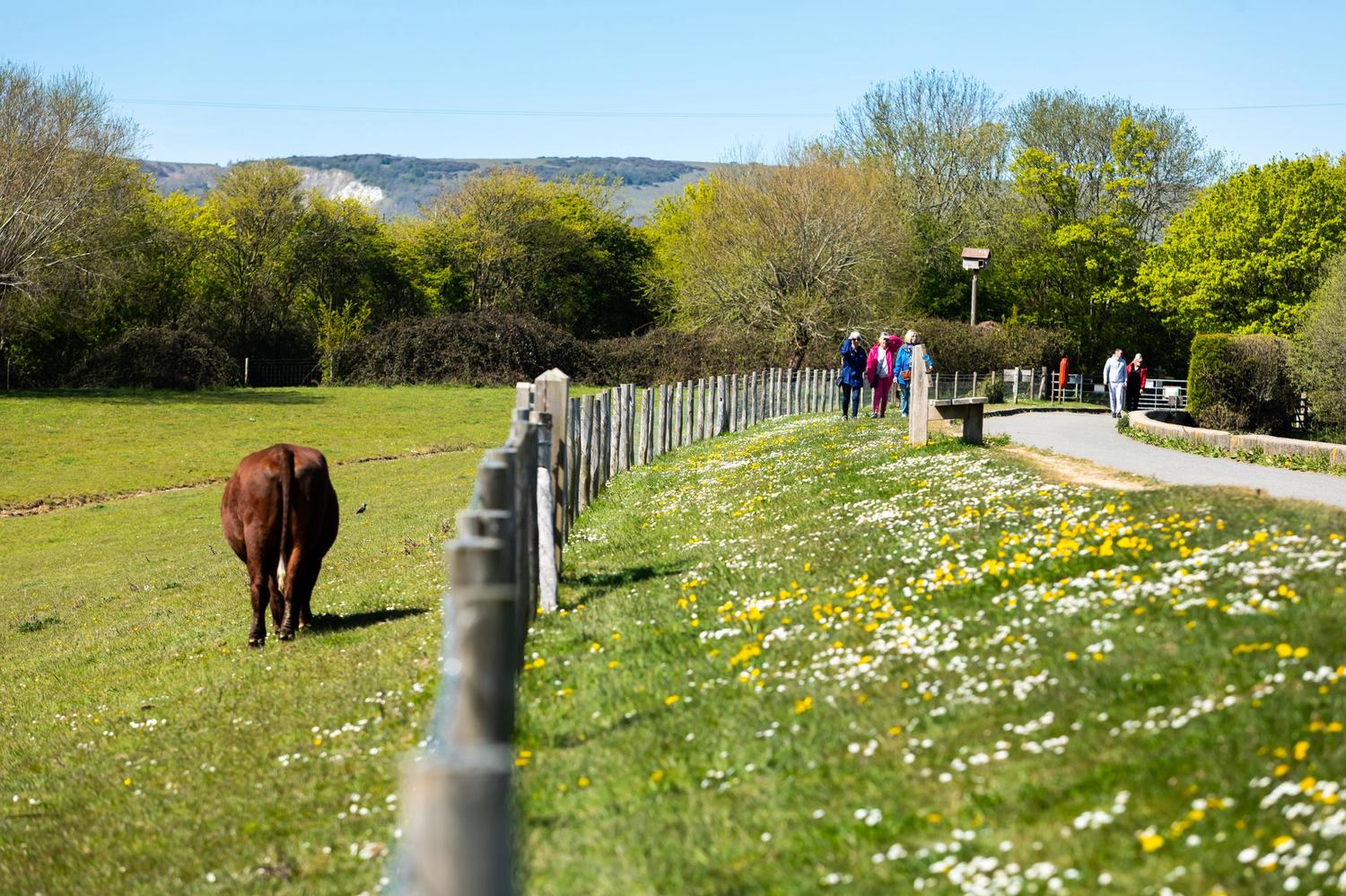 Alt Tag Missing from Image