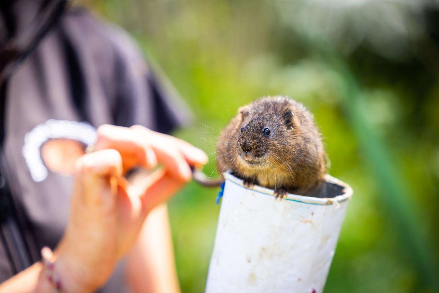 A water vole sitting on a tube. 