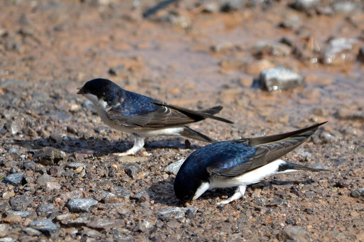 Two House Martins looking for mud to build nests with 