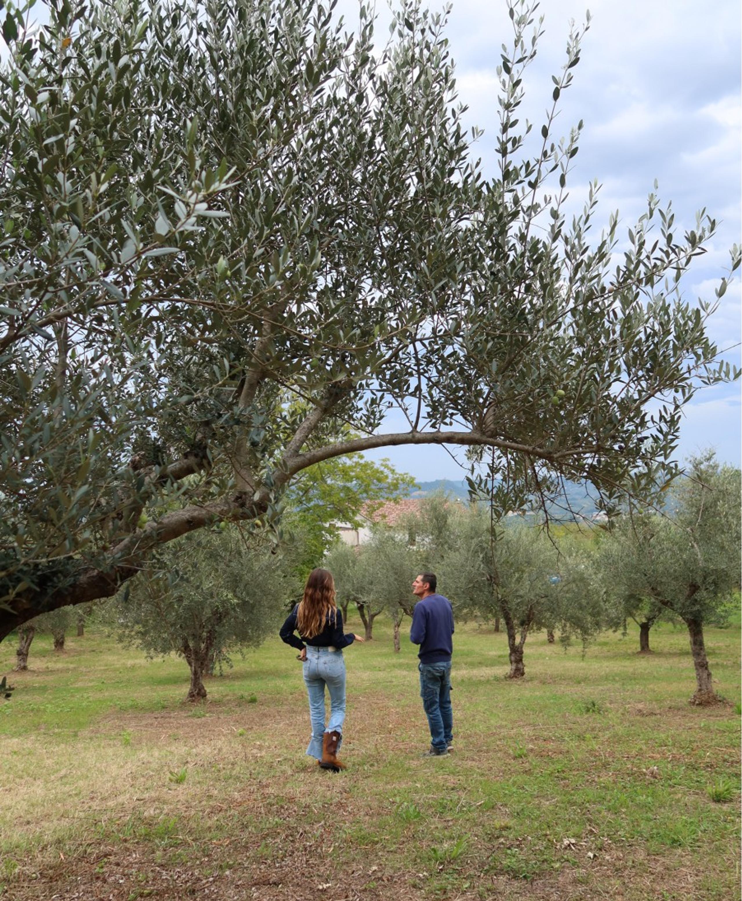 Beatrice Karp: Seeking Truth in the Olive Groves