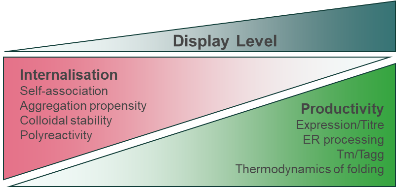 Picture2_mammalian display.png