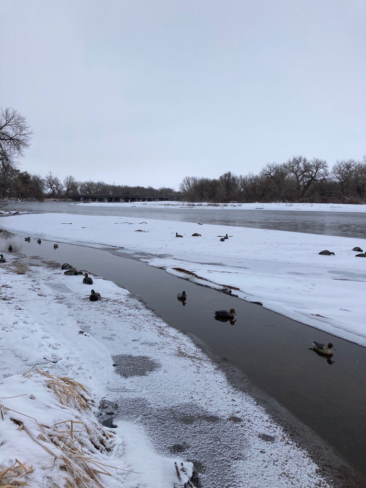 Best Strategies For Late Season Duck Hunting: Why Access Matters ...