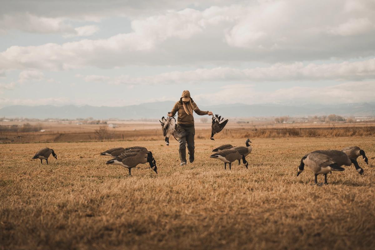 Duck Decoy and Goose Decoy Spreads: A Guide for Beginners and Advanced