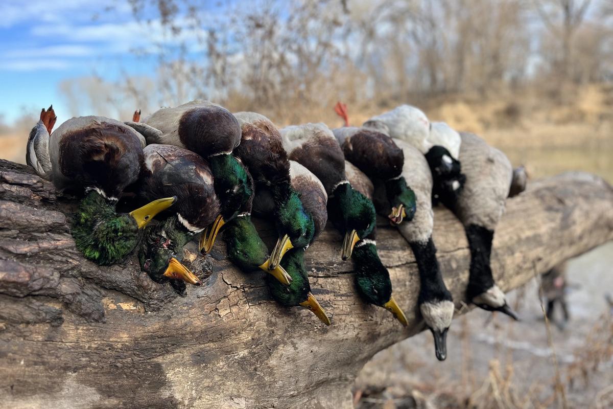 Waterfowl Hunting What are the unwritten rules and are we all