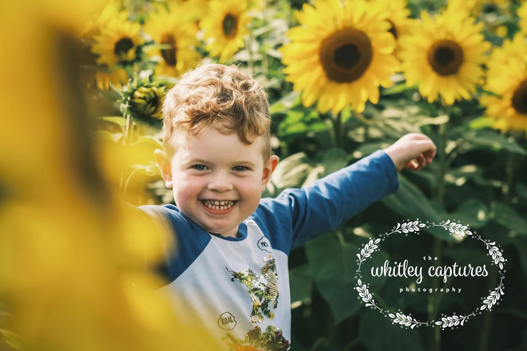 Sunflowers5