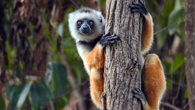 A lemur, native to Madagascar, clinging to a tree trunk