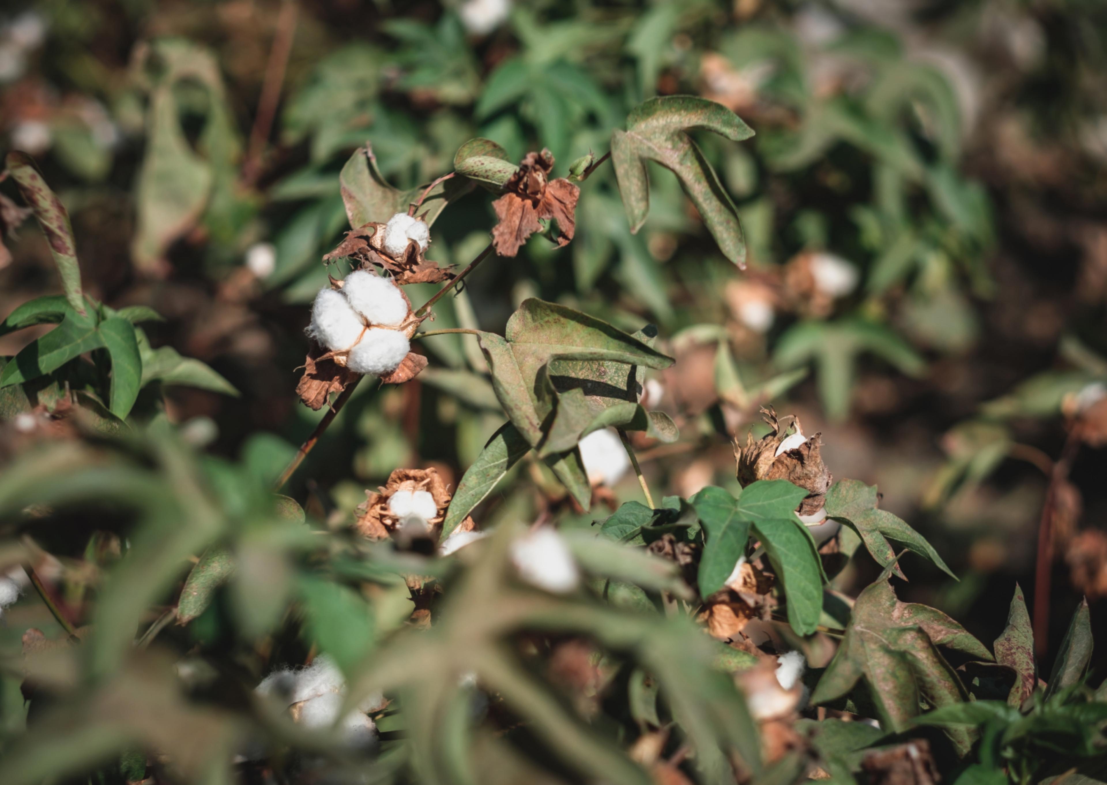 Egyptian Cotton