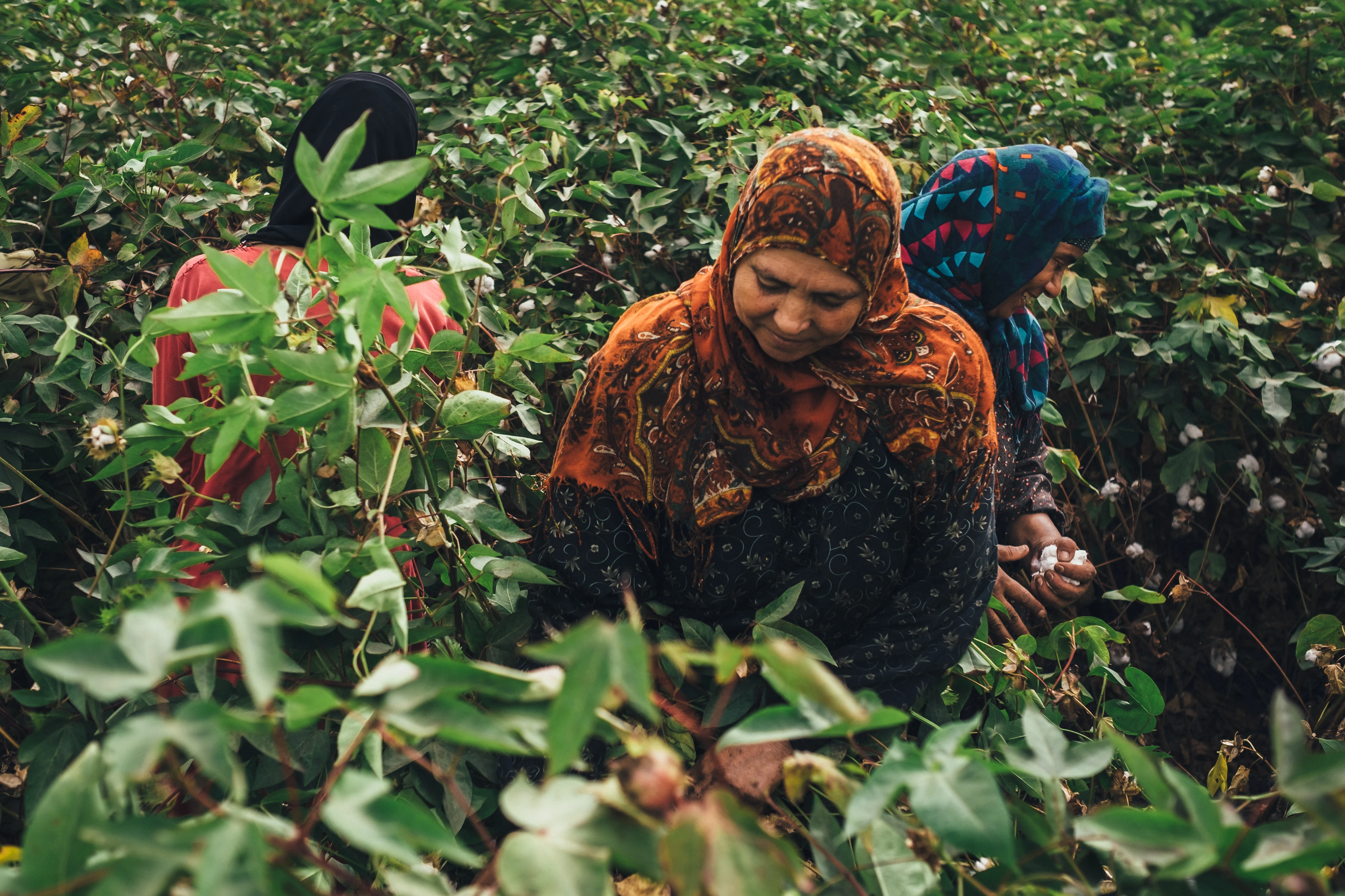 A woman at a Kotn farm, gathering Egyptian cotton by hand.