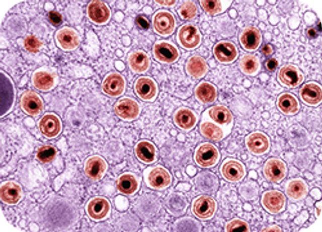 Stem Cells logo