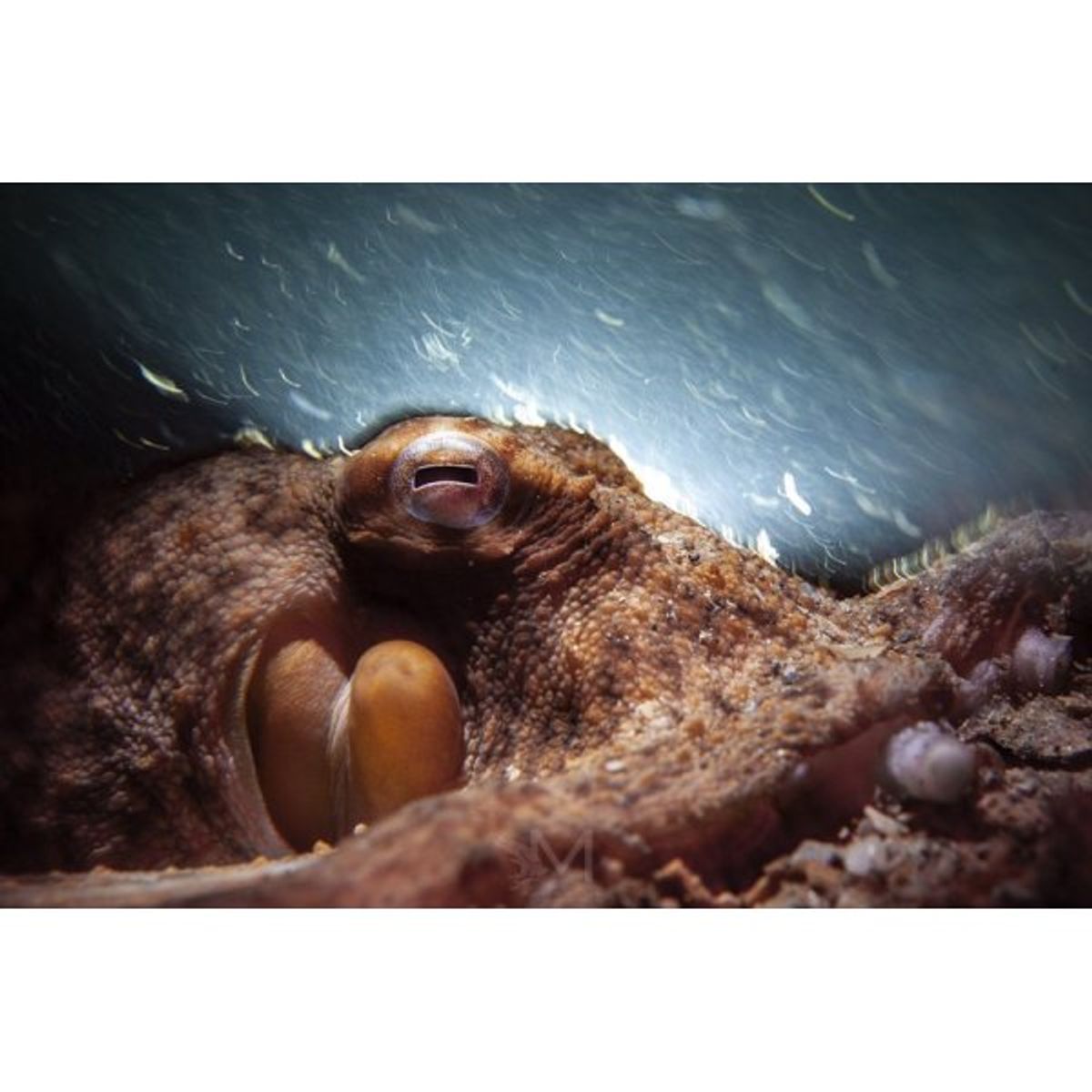 Kraken NR-1800 Dive Light — 圖片 4