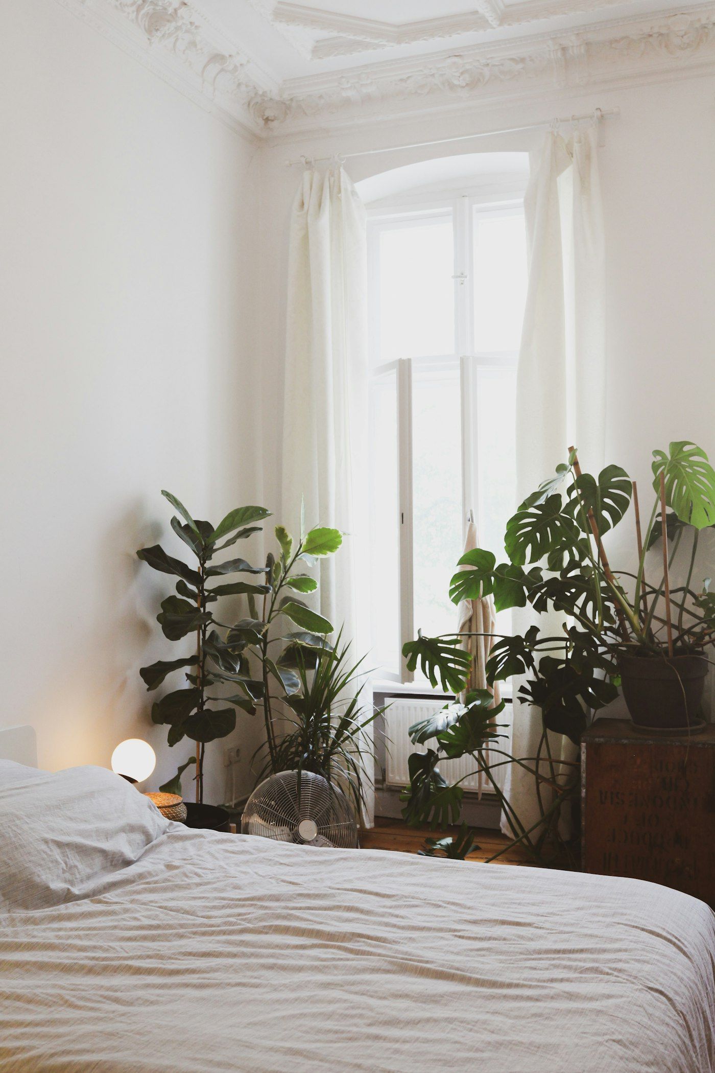 Sunlit bedroom with a green potted plant beside the bed