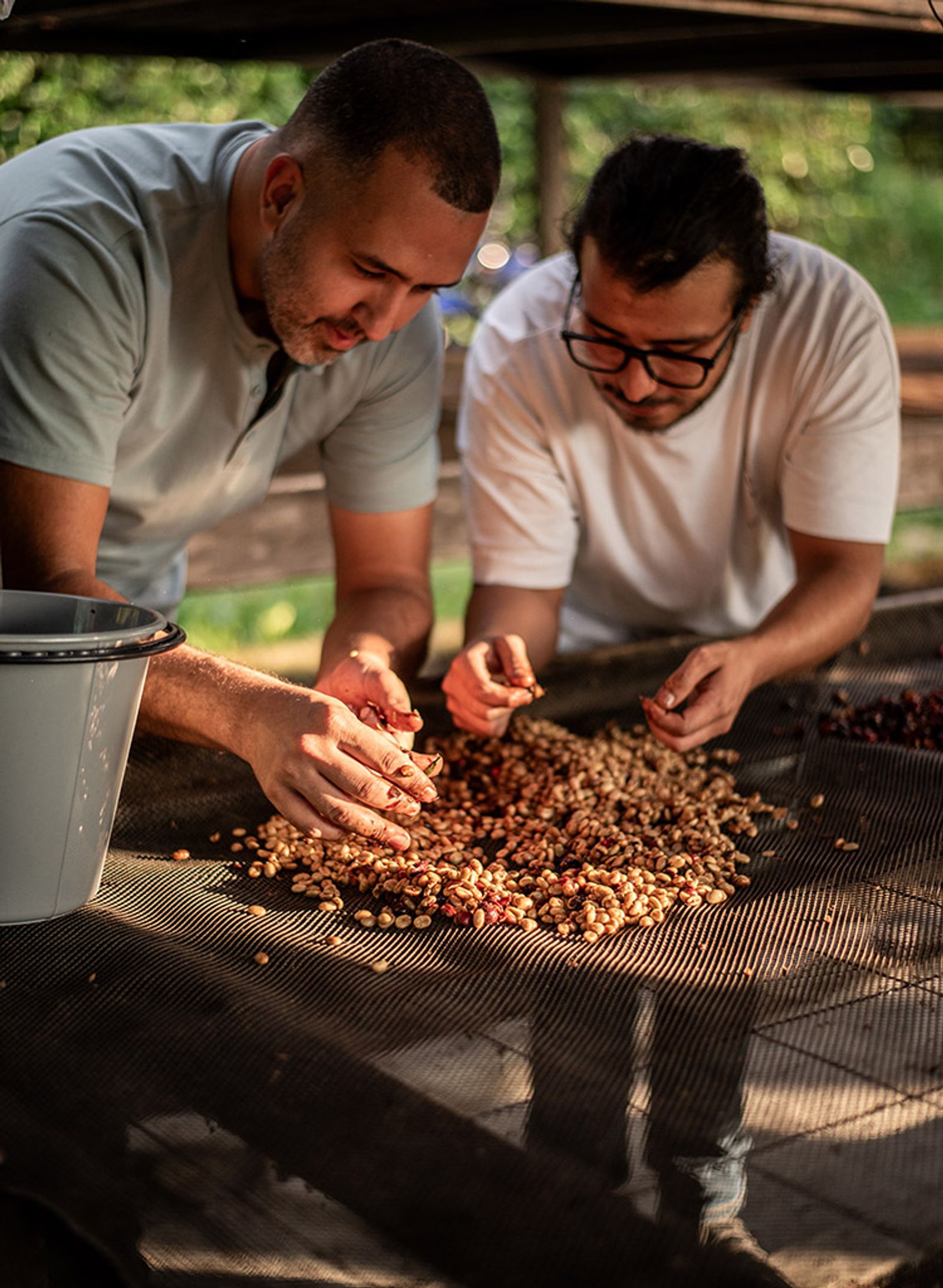 inspecting coffee beans