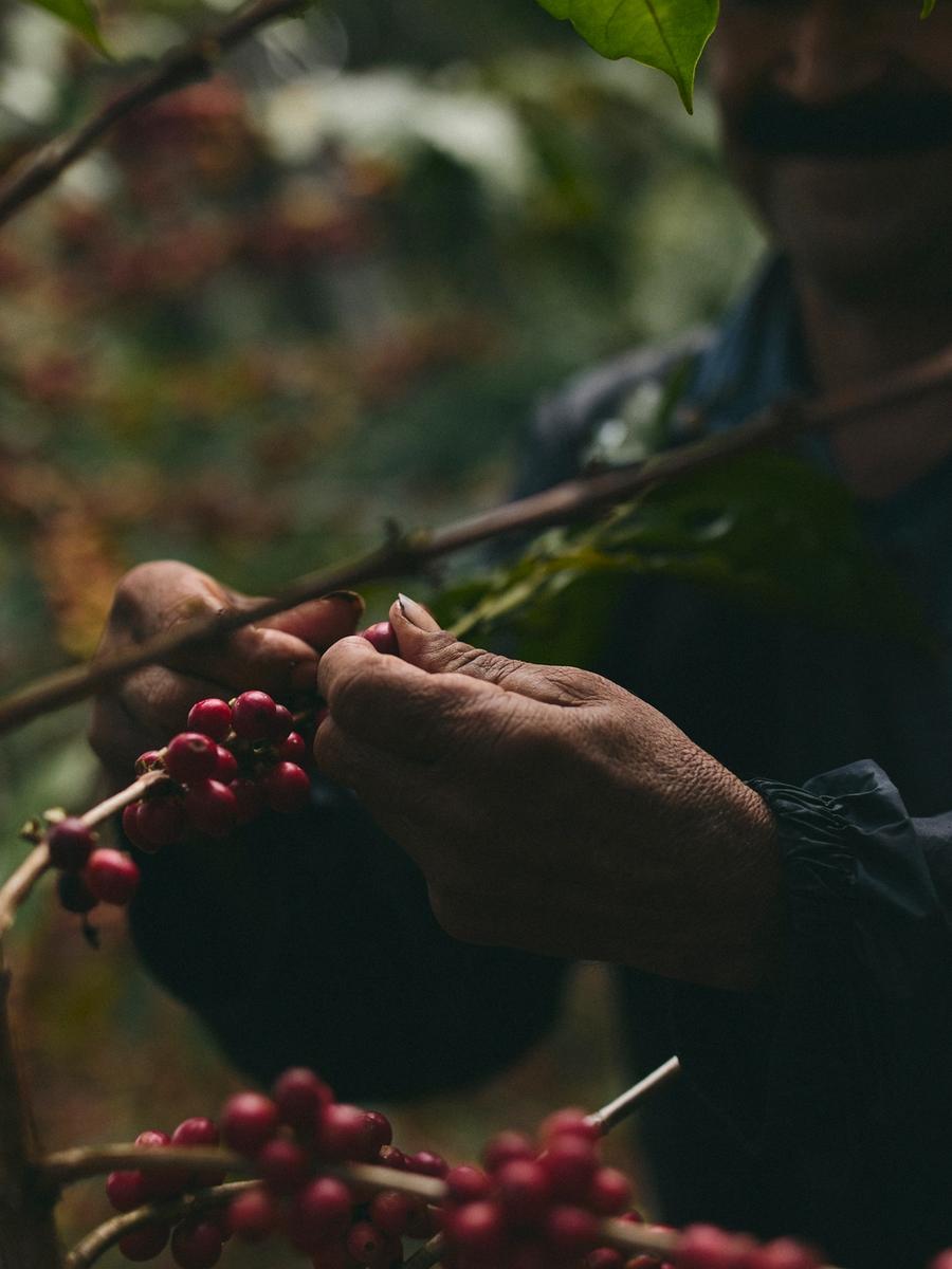 Zeal: Colombia Coffee