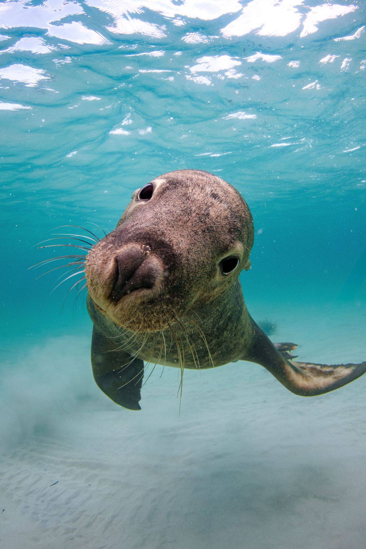 Become a marine citizen scientist