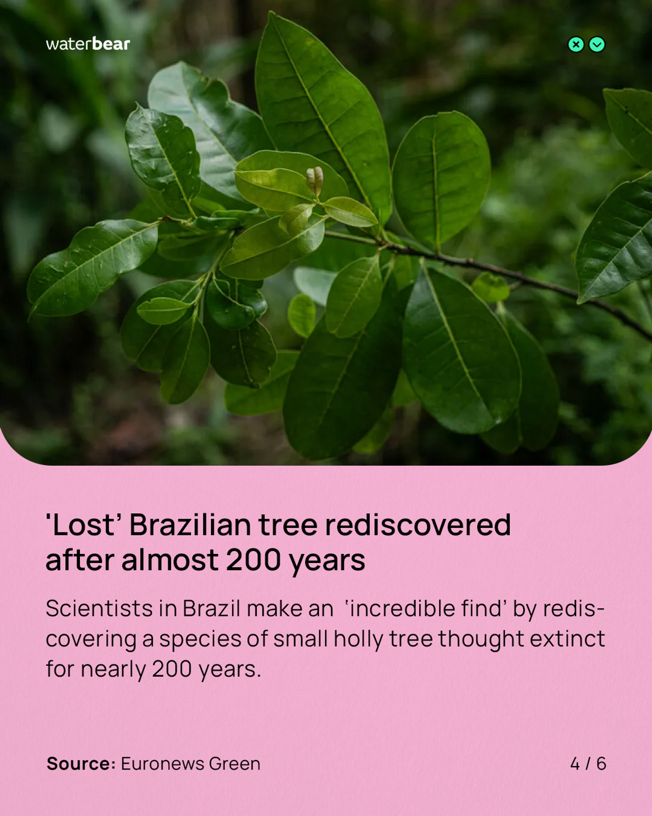 'Lost' Brazilian tree rediscovered