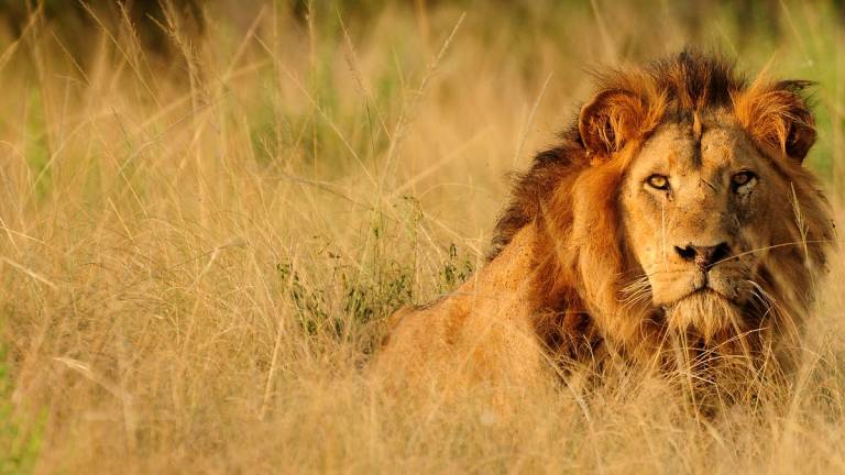 Wildlife Conservation Society (WCS) WaterBear