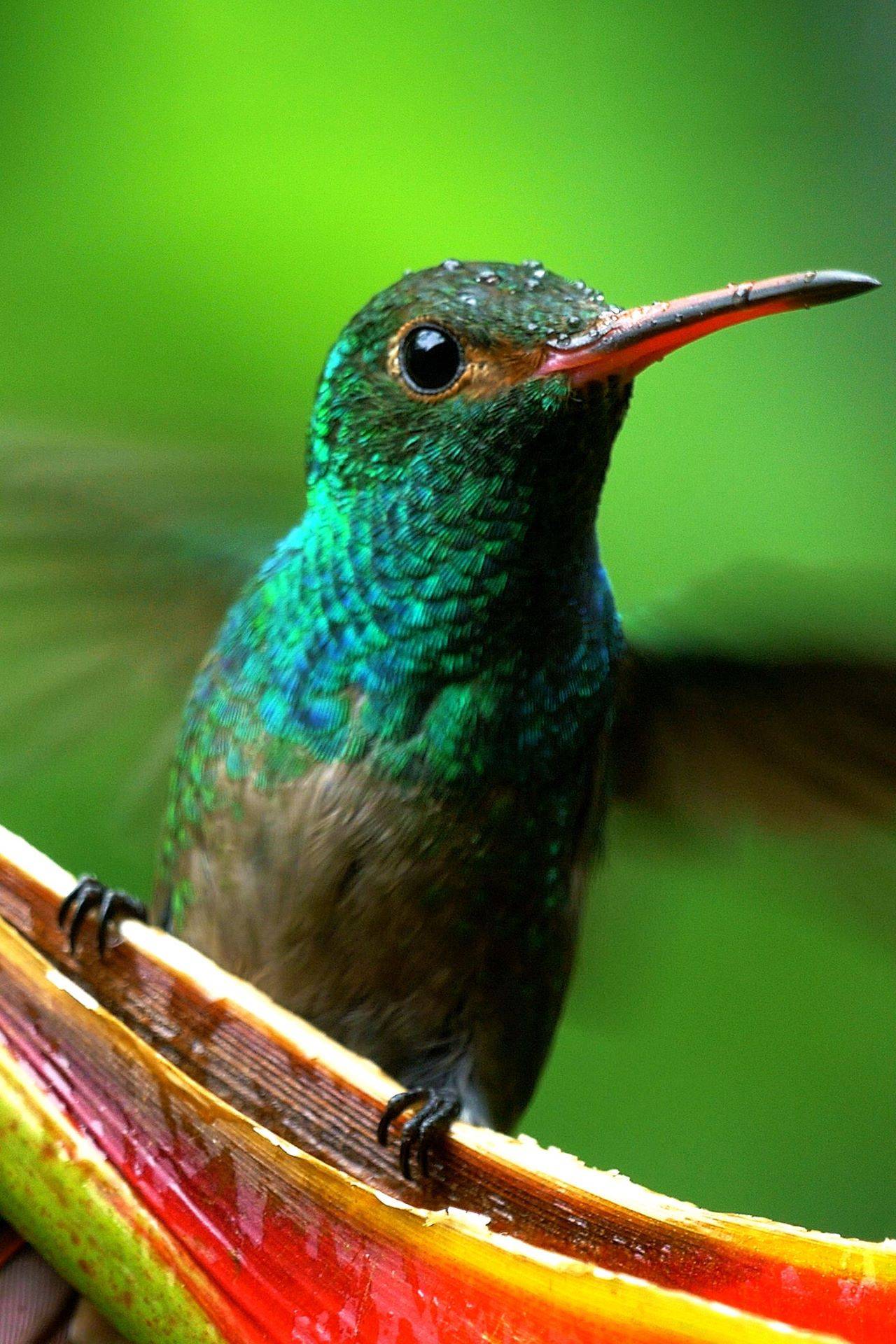 Costa Rica: Wildlife Under the Rainbow (AD)